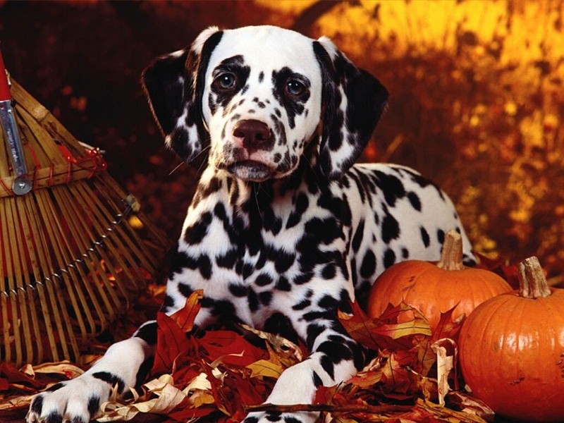 Autumn Romp, Dalmatian; DISPLAY FULL IMAGE.