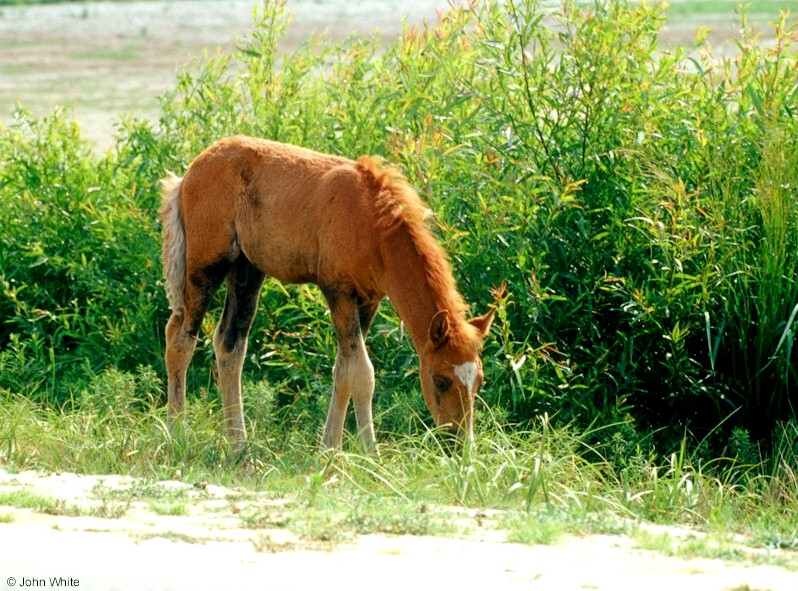 Wild Ponies of Chincoteague Island - Chincoteague Ponies001.jpg; DISPLAY FULL IMAGE.