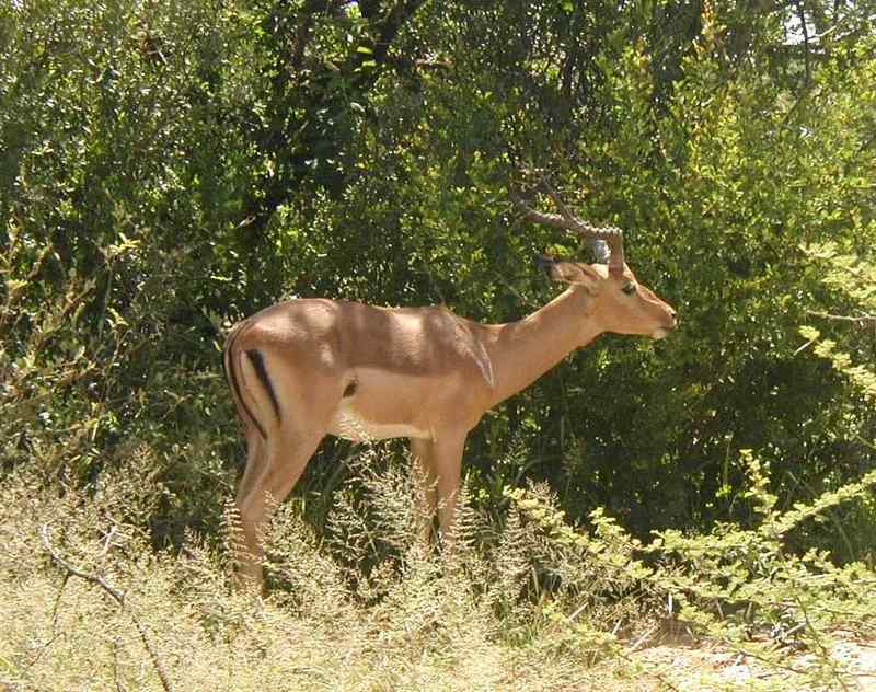 Impala browsing Pilansberg NR South Africa; DISPLAY FULL IMAGE.