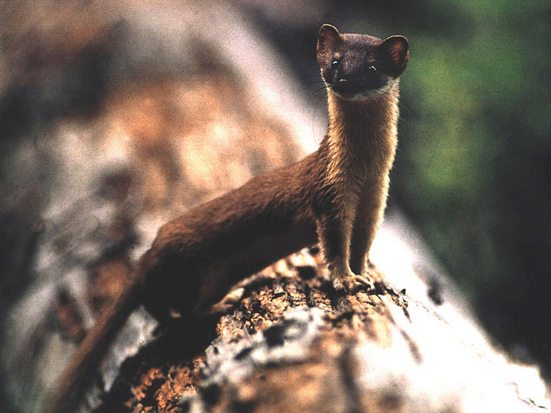 long-tailed weasel; DISPLAY FULL IMAGE.