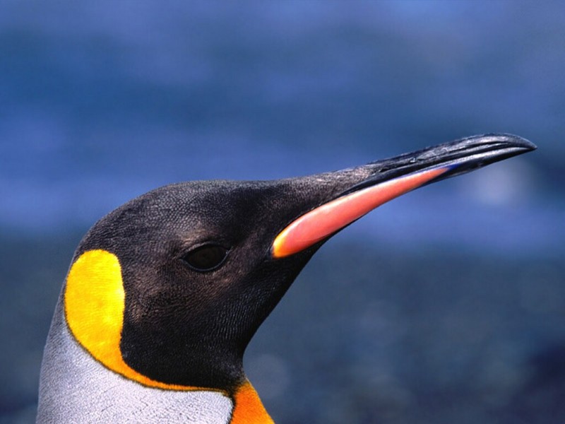 Always Aloof, King Penguin; DISPLAY FULL IMAGE.