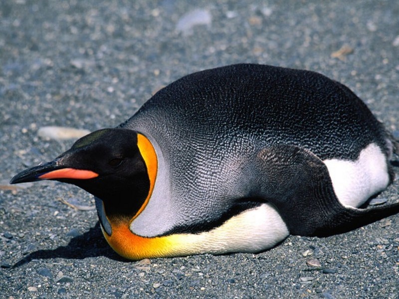 Belly Slide, King Penguin; DISPLAY FULL IMAGE.