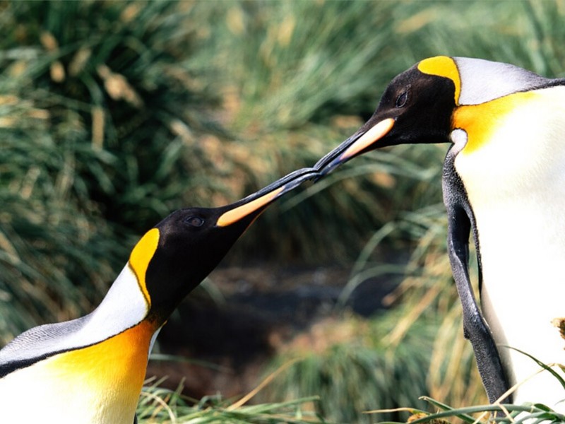 Courtship, King Penguins; DISPLAY FULL IMAGE.