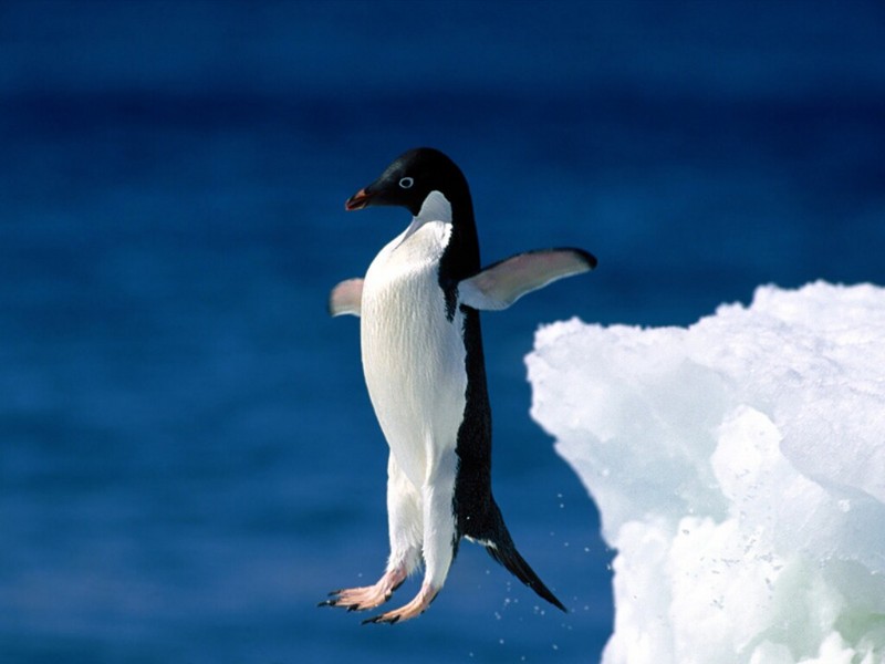 Leap of Faith, Adelie Penguin; DISPLAY FULL IMAGE.