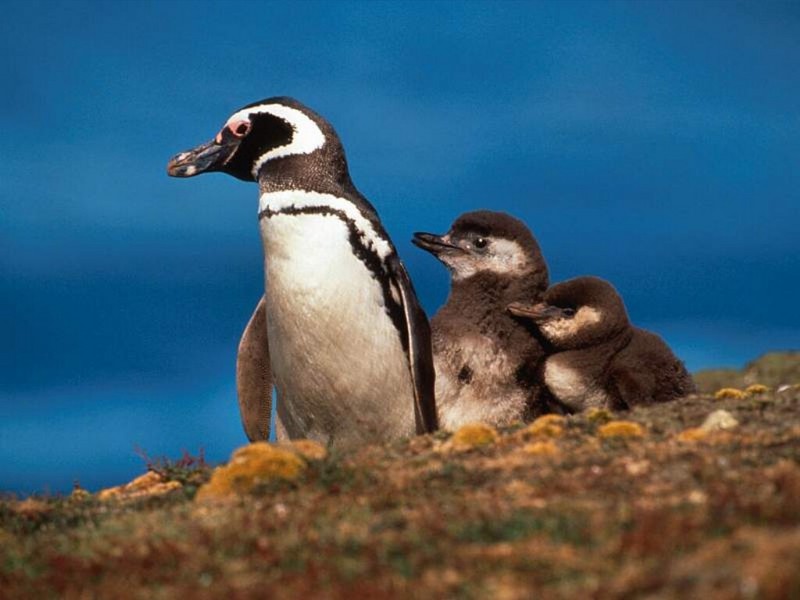 Magellanic Penguins, Falkland Islands; DISPLAY FULL IMAGE.