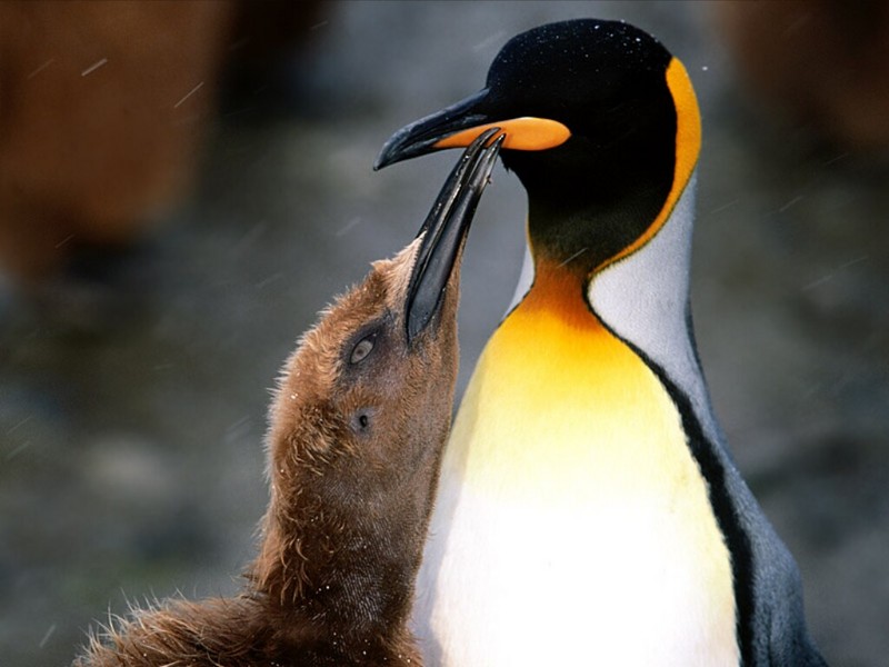 Peck on the Cheek, King Penguin; DISPLAY FULL IMAGE.