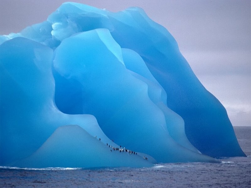 Penguins on a Cold Perch; DISPLAY FULL IMAGE.