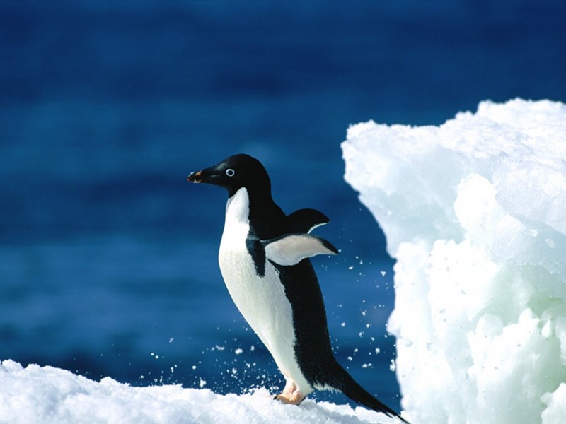 Ready For Takeoff!, Adelie Penguin; DISPLAY FULL IMAGE.
