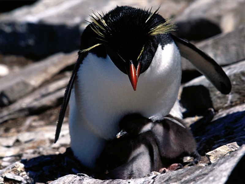 Sheltering, Rockhopper Penguins; DISPLAY FULL IMAGE.