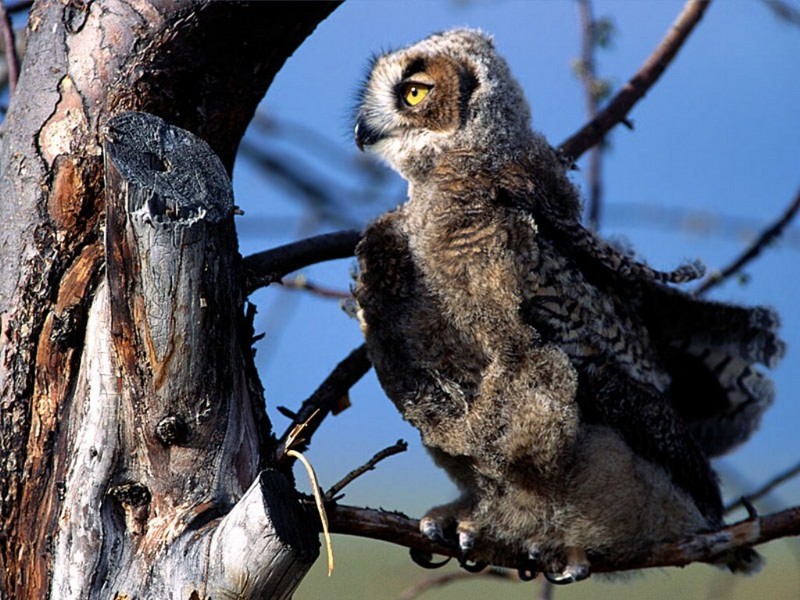 Supervising, Great Horned Owl; DISPLAY FULL IMAGE.