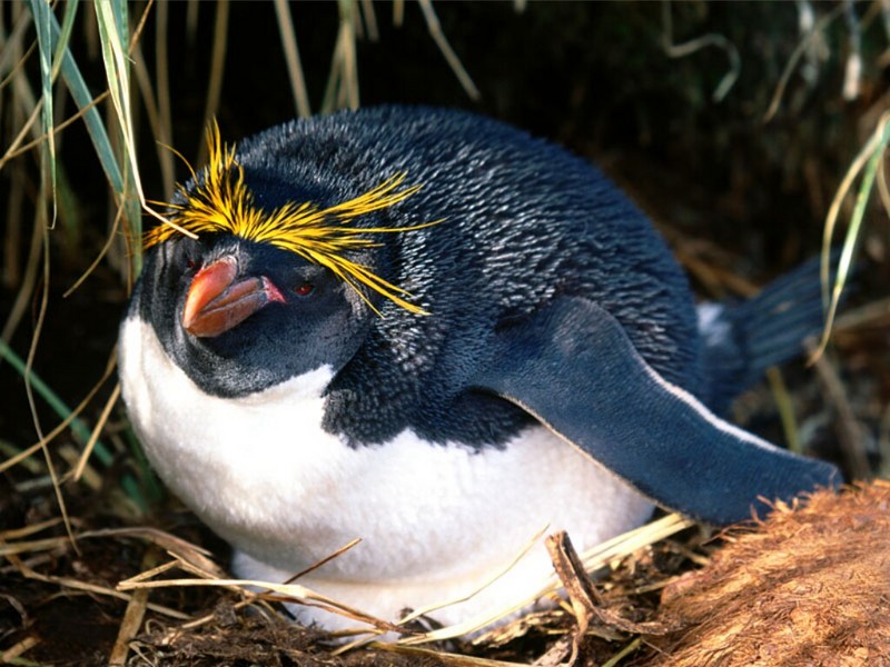 Tending the Nest, Macaroni Penguin; DISPLAY FULL IMAGE.