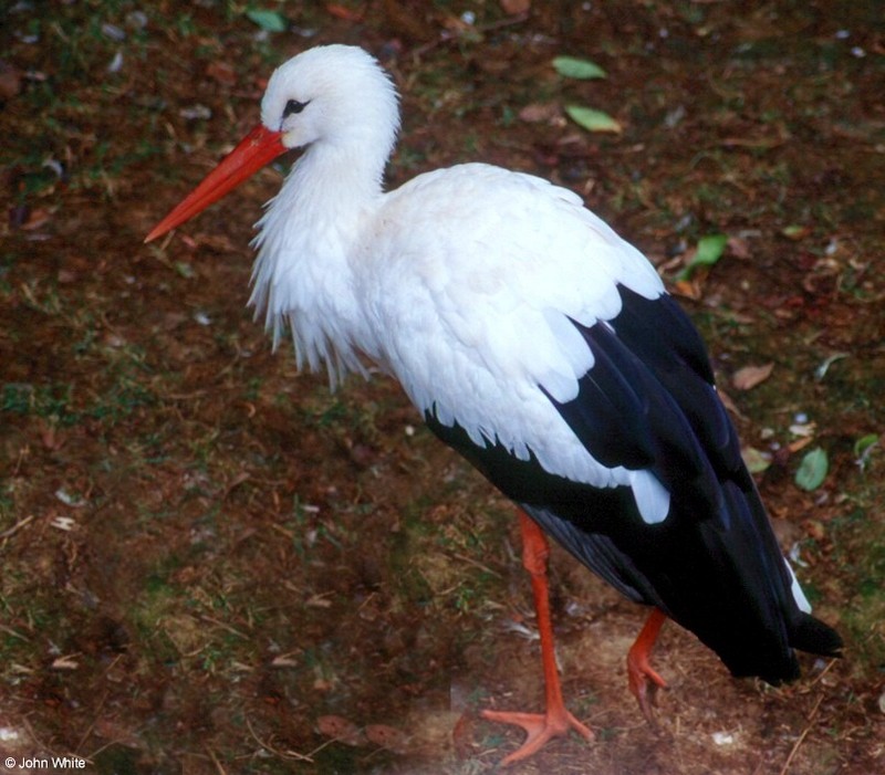 European White Stork (Ciconia ciconia ciconia)236; DISPLAY FULL IMAGE.