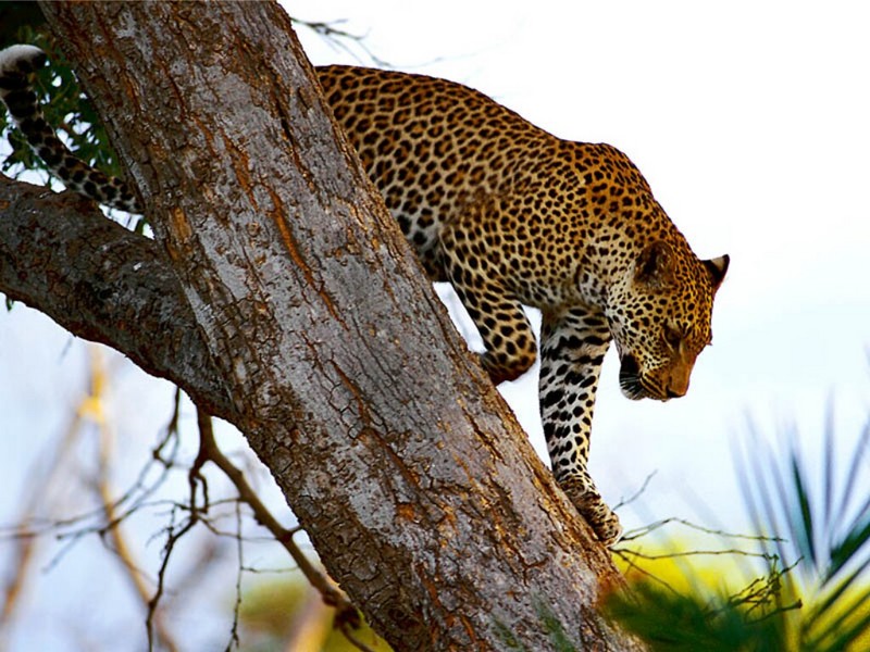 A Leopard Descends, Botswana; DISPLAY FULL IMAGE.