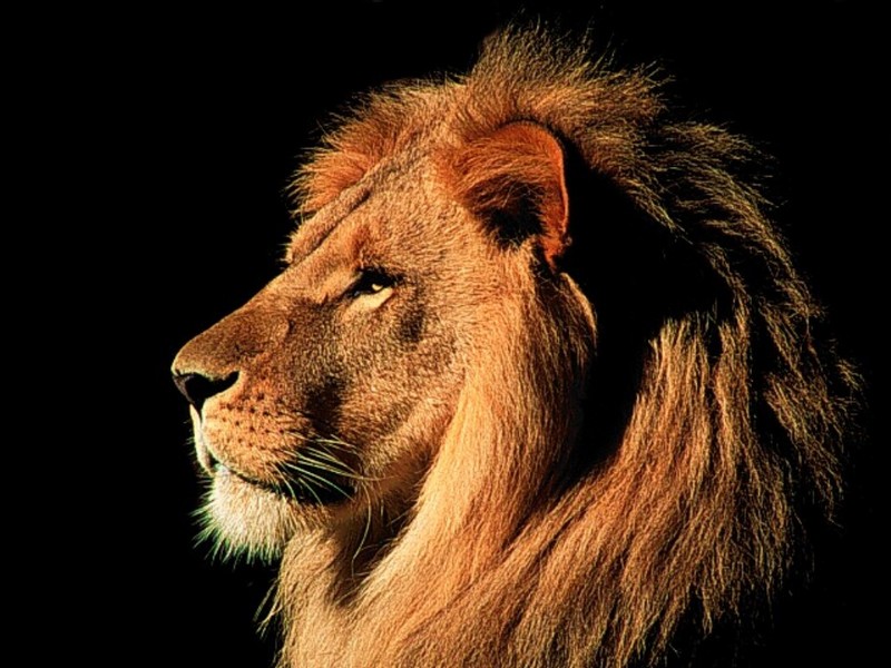 African Male Lion, Kenya; DISPLAY FULL IMAGE.