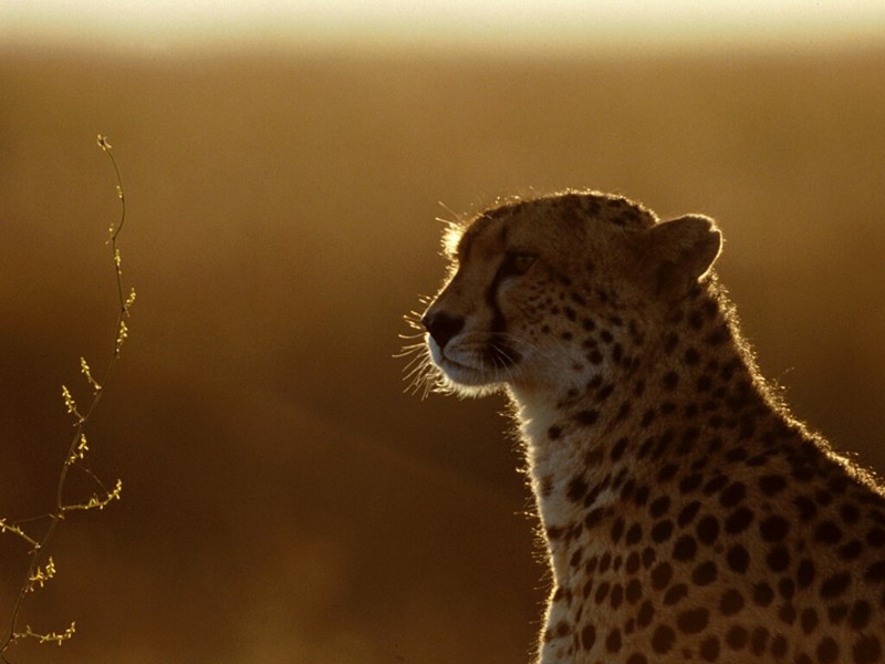 Afterthoughts, Cheetah; DISPLAY FULL IMAGE.