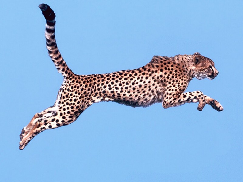 Air Time, Cheetah; DISPLAY FULL IMAGE.