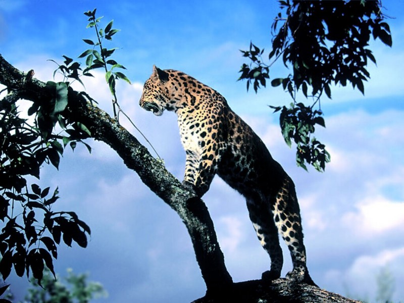 Amur Leopard Scout; DISPLAY FULL IMAGE.