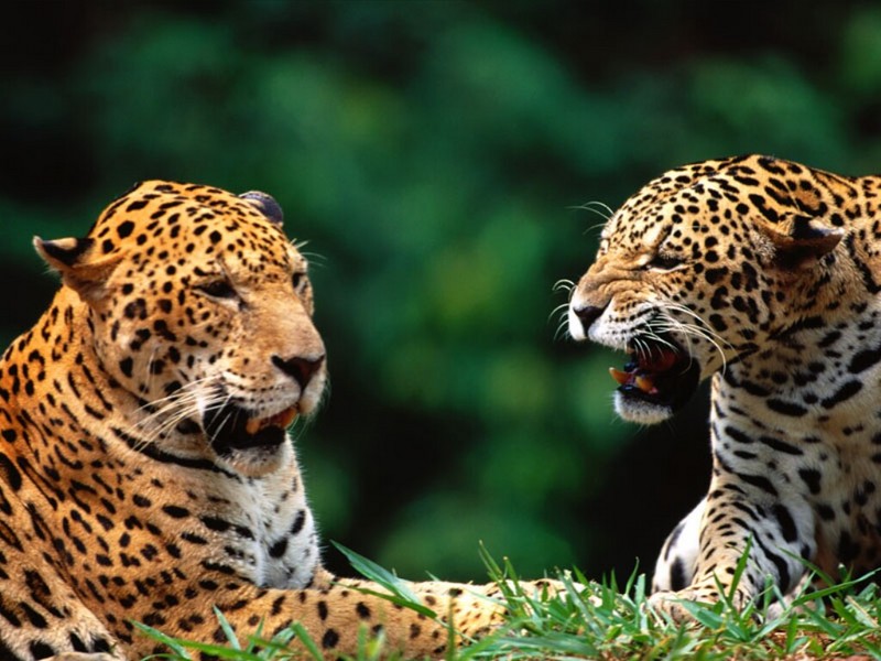 Being Catty, Jaguars; DISPLAY FULL IMAGE.