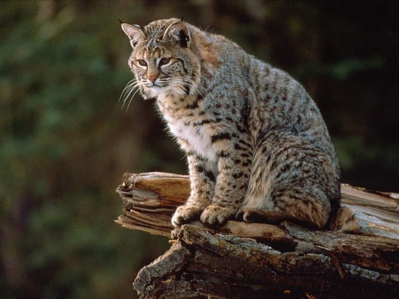 Bobcat on the Prowl, Montana; DISPLAY FULL IMAGE.