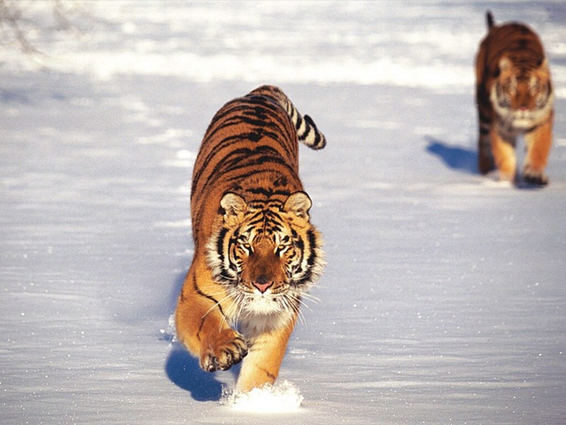 Calculated Approach, Siberian Tigers; DISPLAY FULL IMAGE.