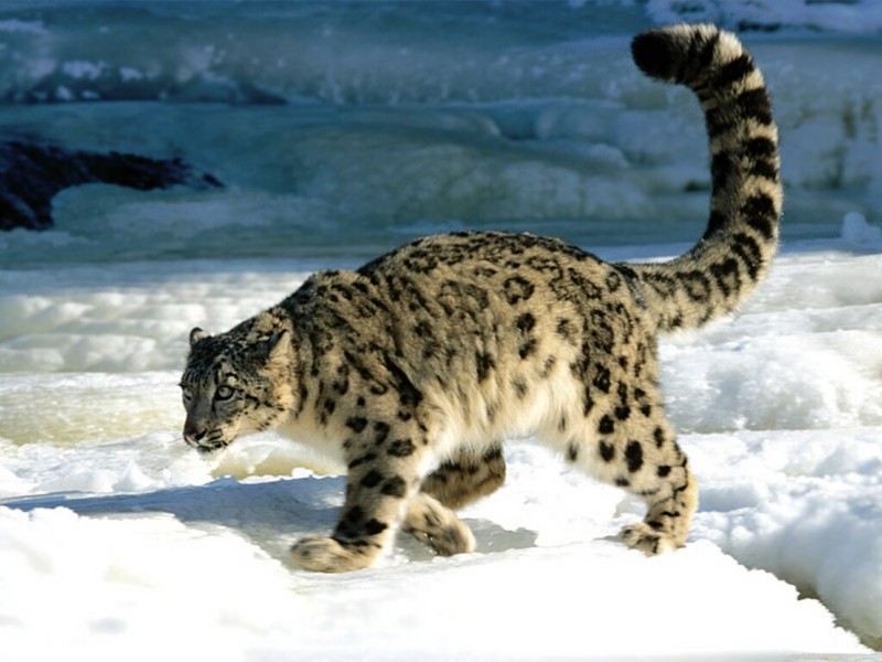 Calculation, Snow Leopard; DISPLAY FULL IMAGE.