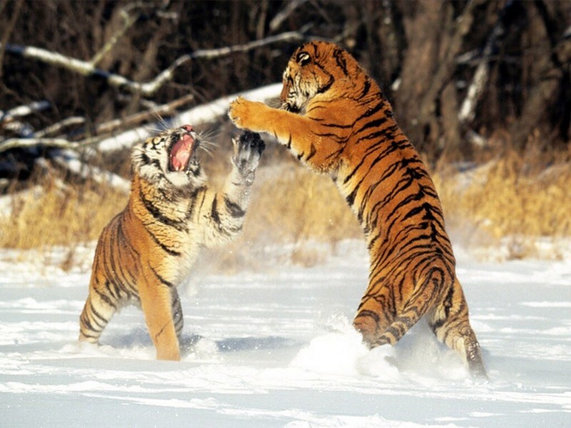 Cat Fight, Siberian Tigers; DISPLAY FULL IMAGE.
