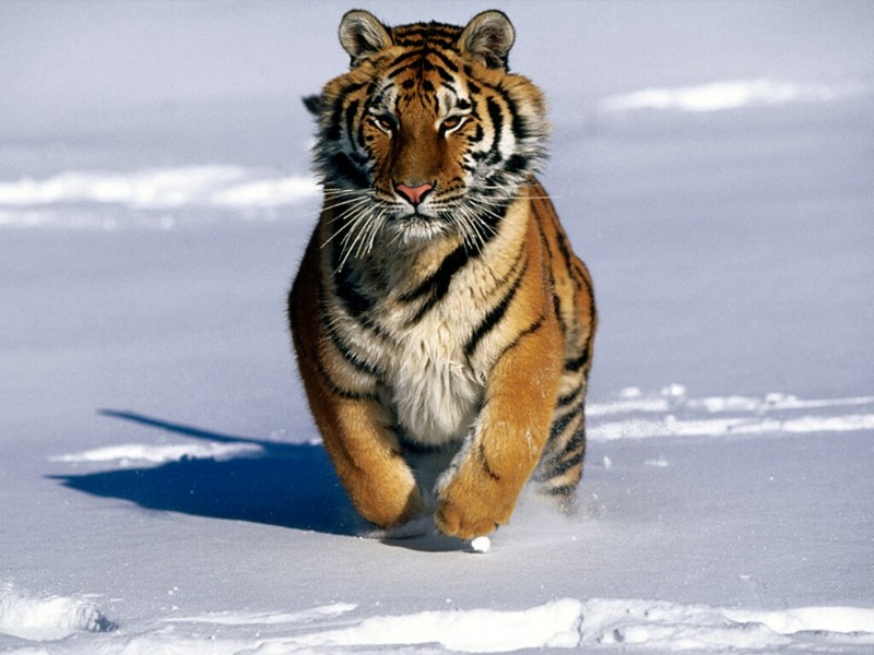 Charge!, Siberian Tiger; DISPLAY FULL IMAGE.