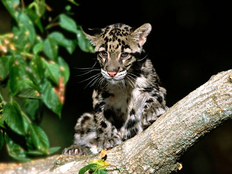 Clouded Leopard Cub; DISPLAY FULL IMAGE.