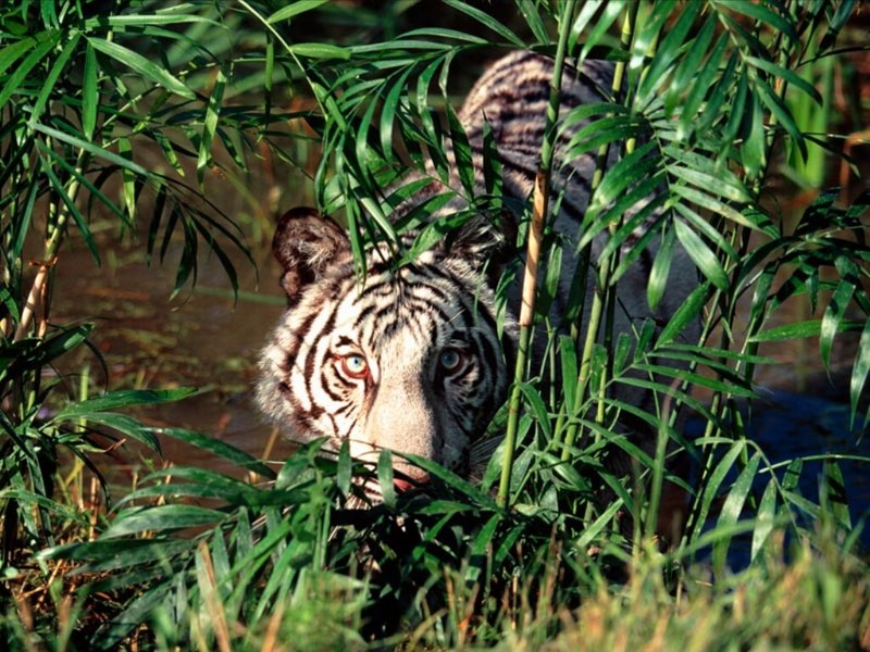 Concealed, Bengal Tiger - White Tiger; DISPLAY FULL IMAGE.