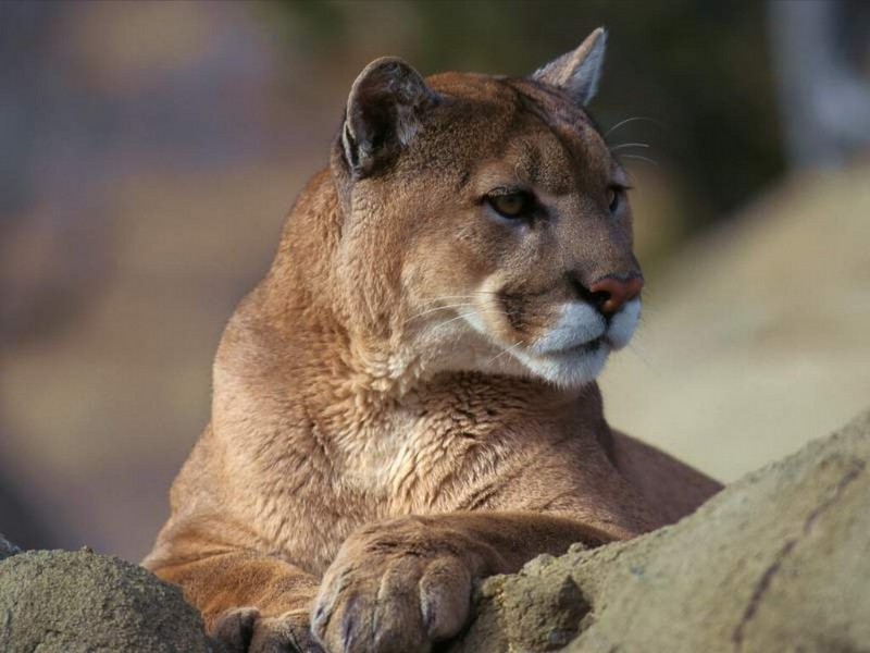 Cougar, Montana; DISPLAY FULL IMAGE.