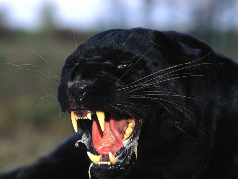 Enraged, Black Leopard; DISPLAY FULL IMAGE.
