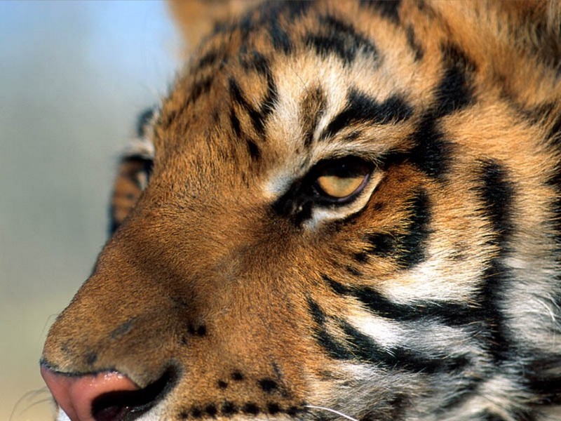 Eye of the Tiger; DISPLAY FULL IMAGE.