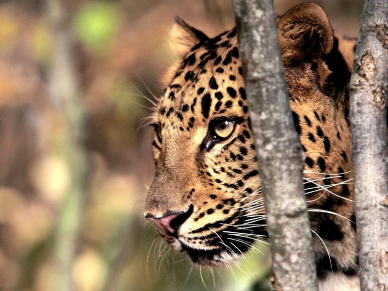 Focal Point, Amur Leopard; DISPLAY FULL IMAGE.