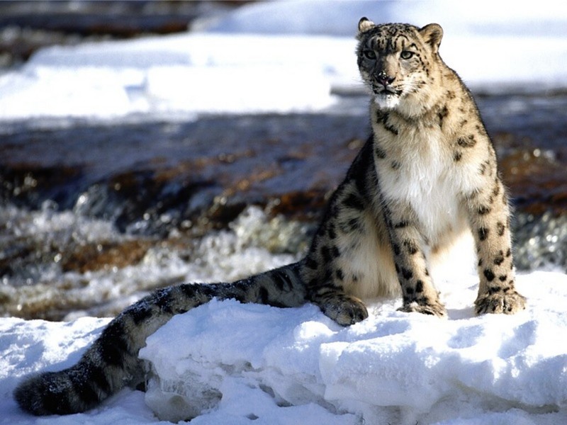 Focused, Snow Leopard; DISPLAY FULL IMAGE.