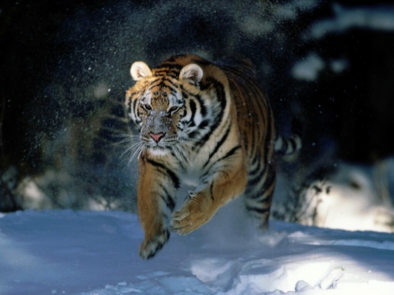 Here I Come!, Siberian Tiger; DISPLAY FULL IMAGE.