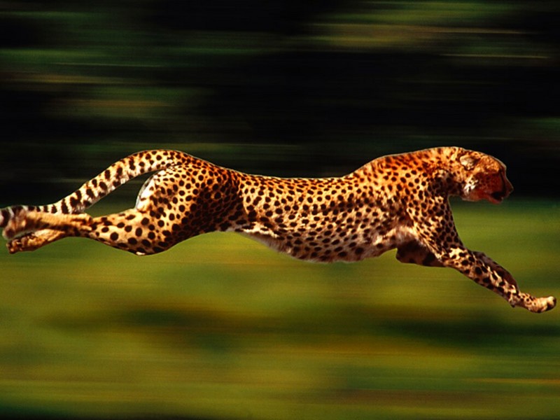 High Velocity, Cheetah; DISPLAY FULL IMAGE.