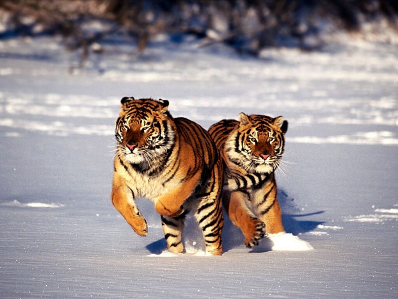 Hot Pursuit, Siberian Tigers; DISPLAY FULL IMAGE.