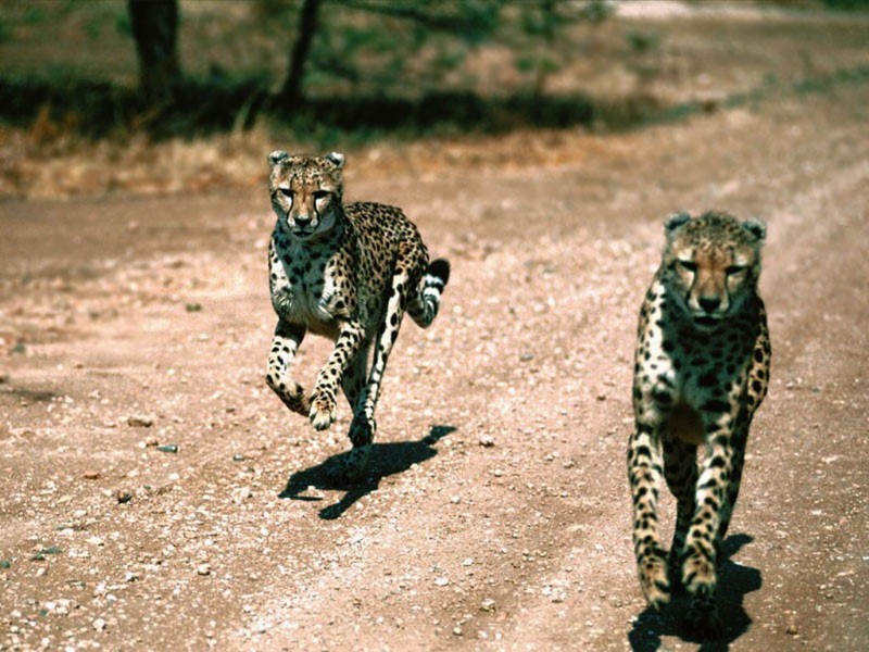 In Pursuit, Cheetahs; DISPLAY FULL IMAGE.