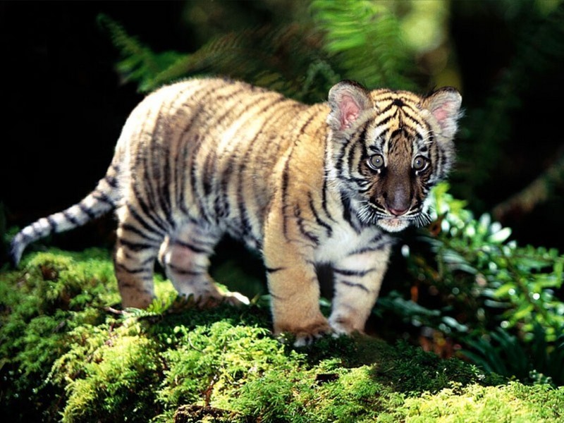 Indochinese Tiger Cub; DISPLAY FULL IMAGE.