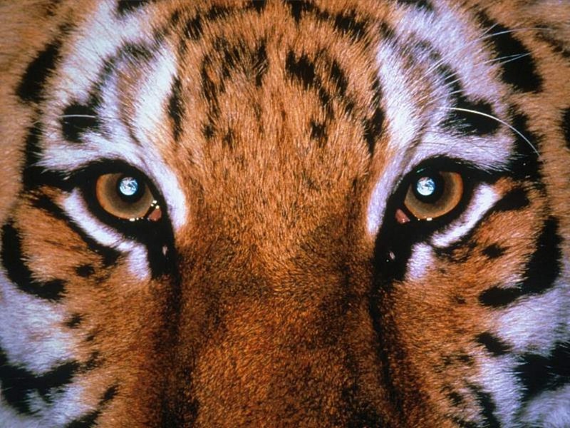 Intense - Tiger eyes; DISPLAY FULL IMAGE.