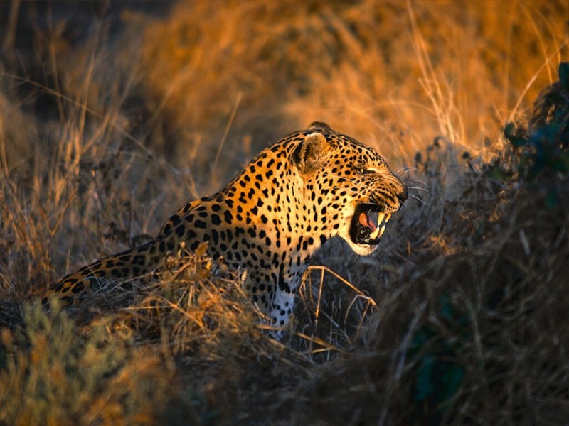 Intimidating Leopard Fangs, Maun, Botswana; DISPLAY FULL IMAGE.