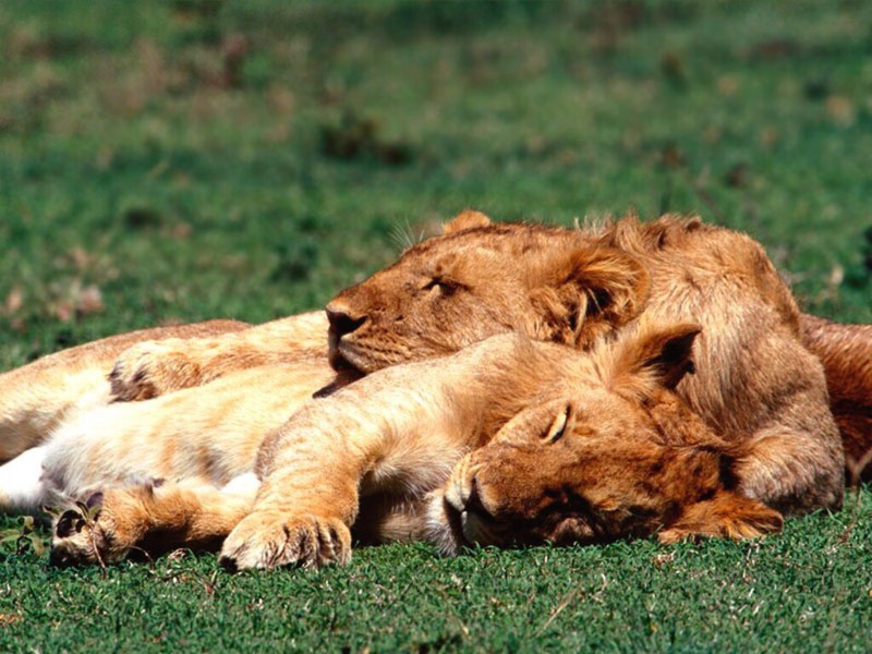 Lazy Days, African Lions; DISPLAY FULL IMAGE.