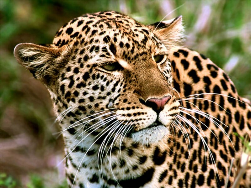 Leopard Close-up; DISPLAY FULL IMAGE.