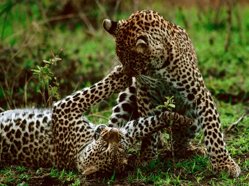 Leopards, Maasai Mara, Kenya, Africa; DISPLAY FULL IMAGE.