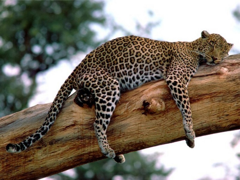 Long Week, Leopard, Tanzania; DISPLAY FULL IMAGE.