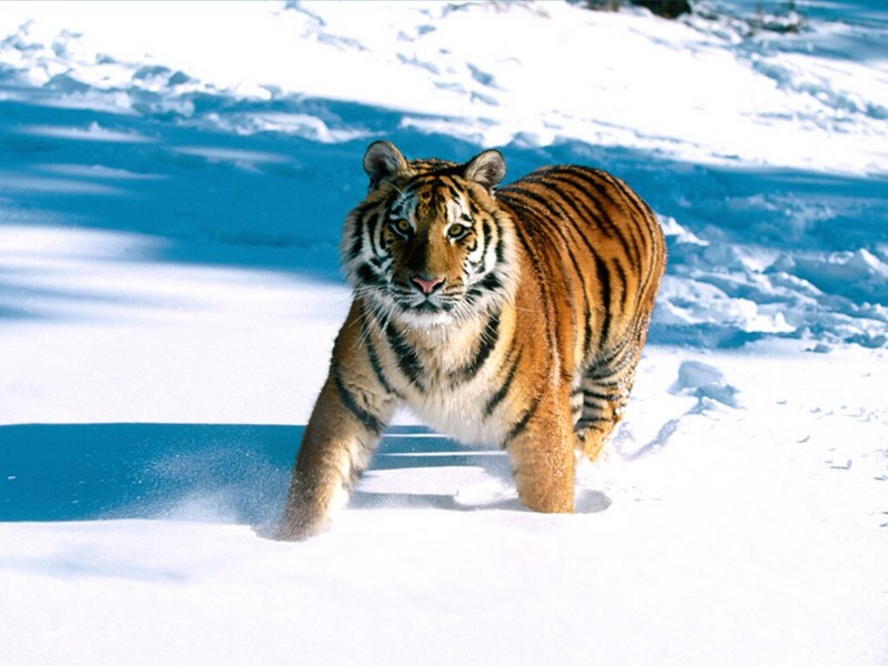 Majestic Grace, Siberian Tiger; DISPLAY FULL IMAGE.
