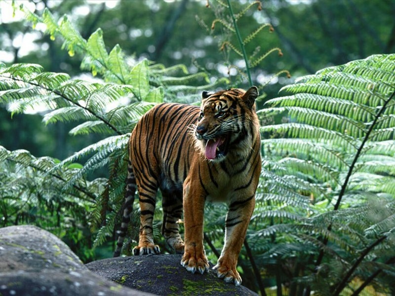 Master Of His Domain, Sumatran Tiger; DISPLAY FULL IMAGE.