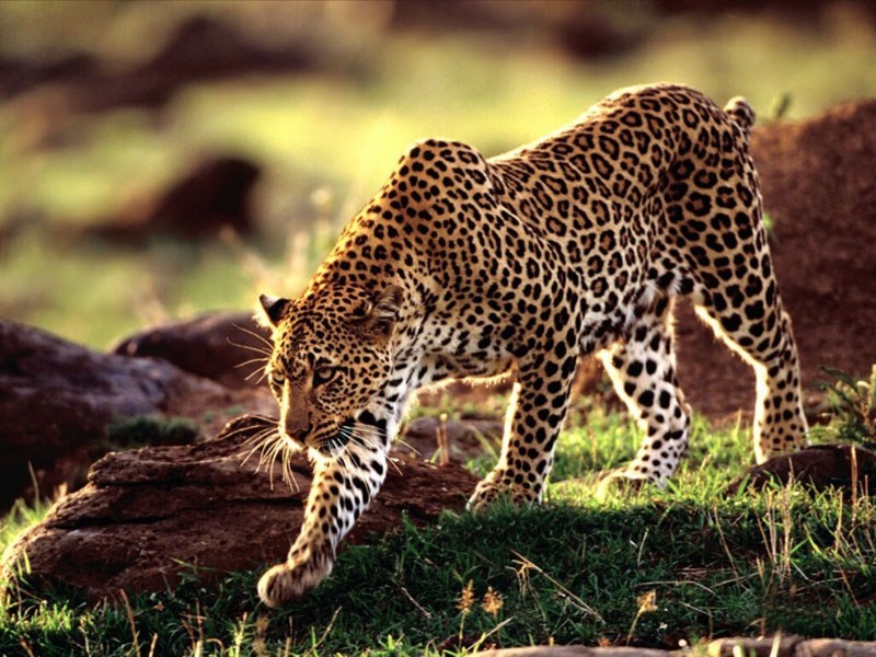 Moving Forward, African Leopard; DISPLAY FULL IMAGE.