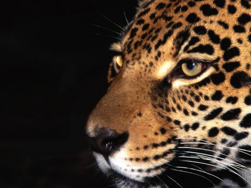 Night Stalker, Jaguar; DISPLAY FULL IMAGE.