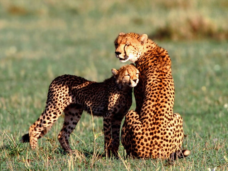 Nuzzling, Cheetahs; DISPLAY FULL IMAGE.